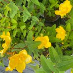 Ľubovník kalíškatý (Hypericum calycinum) ´HIDCOTE´ - výška 30-40 cm, Ø 20-30 cm, kont. C2L/C3L